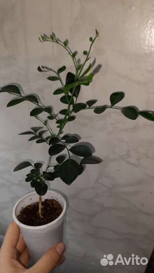 Муррайя метельчатая (сеянцы)