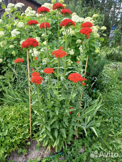 Многолетники, цветущие в июле