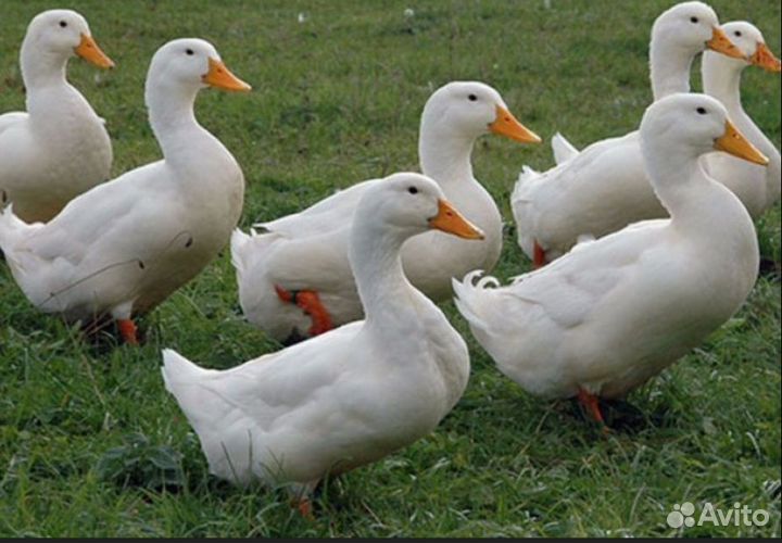 Утки живым весом