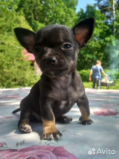 Щенки чихуахуа