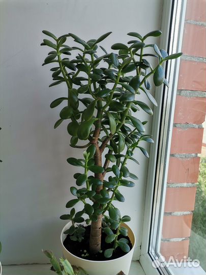 Цветок комнатный Денежное дерево 55 см
