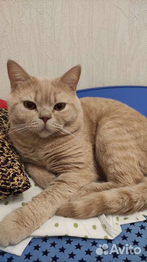 Шотландский кот вязка