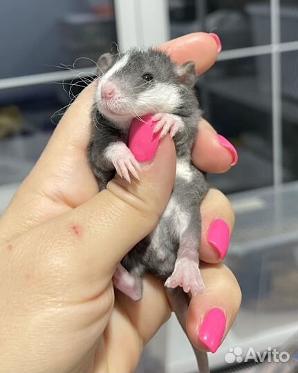 Малыш Дамбо рекс