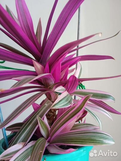 Традесканция Рео, Цветок Мирт