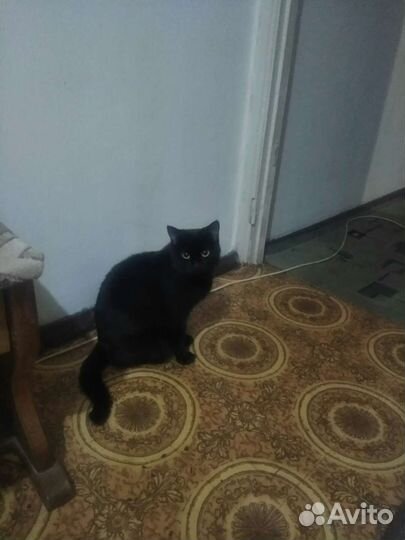 Кошка
