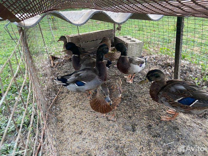 Подсадные дикие утки