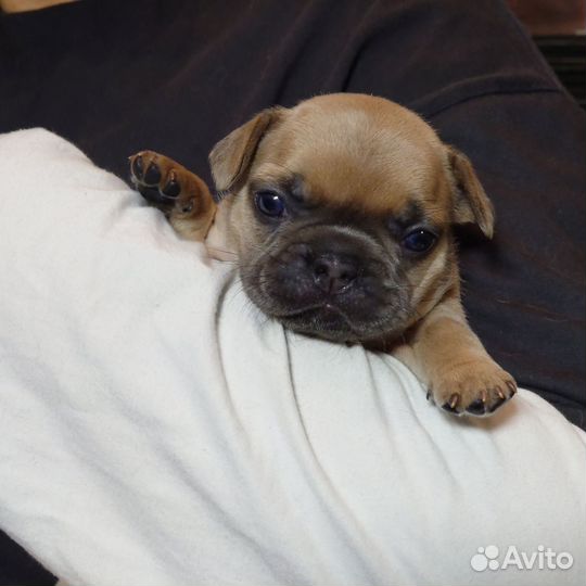 Французский бульдог мини девочка