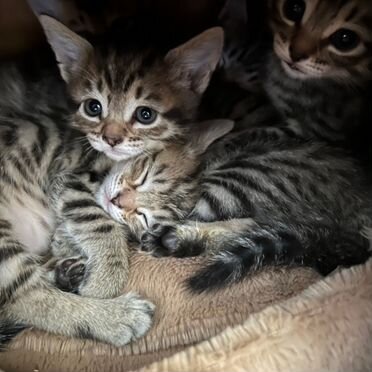Оцикет котёнок
