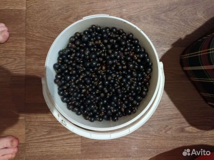 Черная смородина