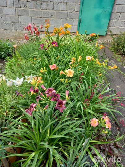 Герань, лилейники, флокс