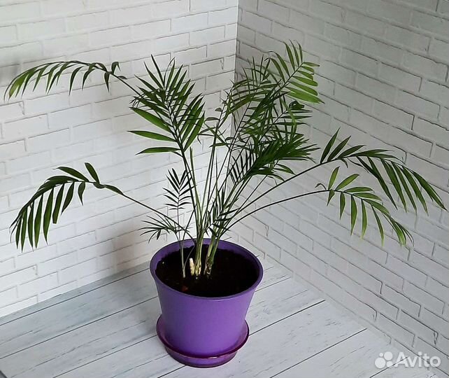 Хамедорея элеганс