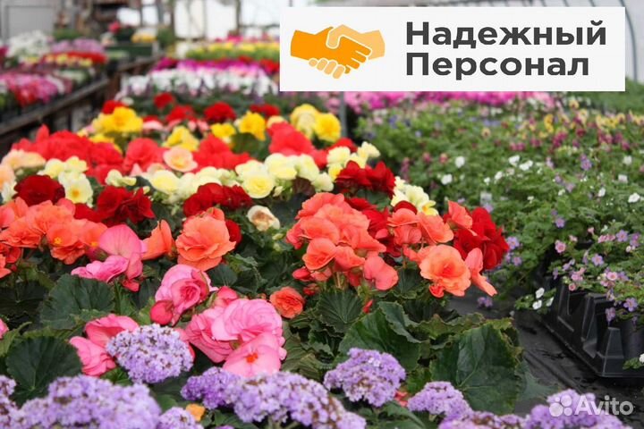 Упаковщица в тепличный комплекс(жилье,авансы)