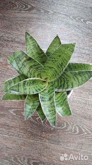 Сансевиерия Ханни Крем