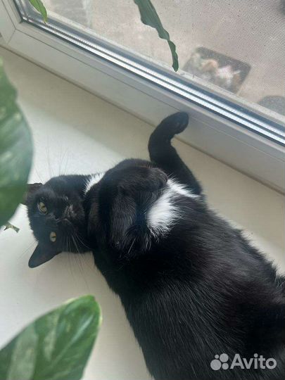 Кошечка в добрые руки