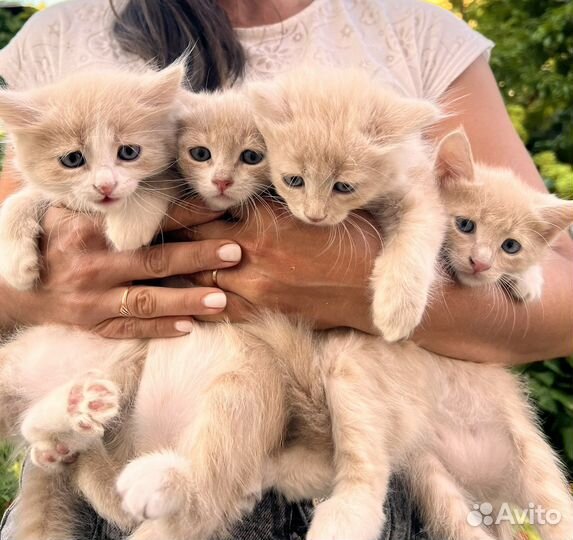 Котята в добрые руки