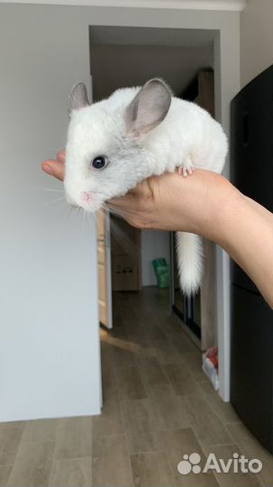 Шиншилла 2 месяца