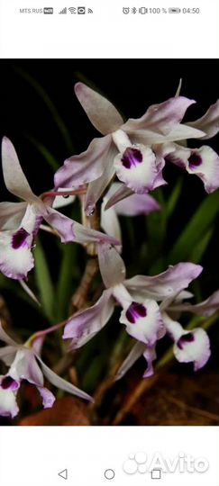 Орхидея Dendrobium transparens