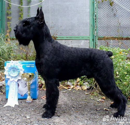 Стрижка и тримминг шнауцеров и терьеров