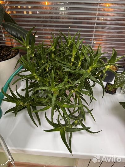 Алоэ древовидное, саккулент