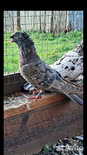Старобакинские бойные голуби
