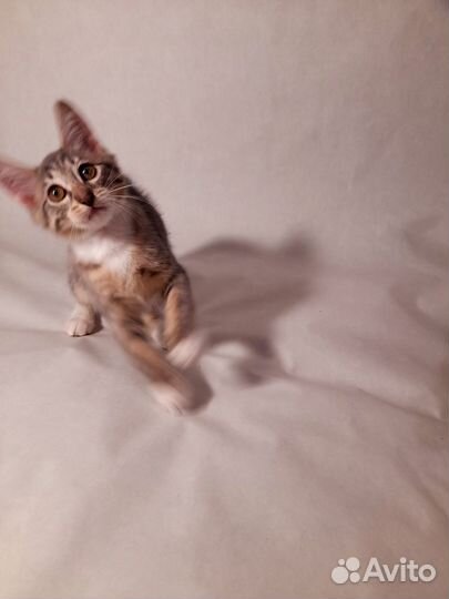 Бесплатно котёнок кошечка серебристо-розовый окрас
