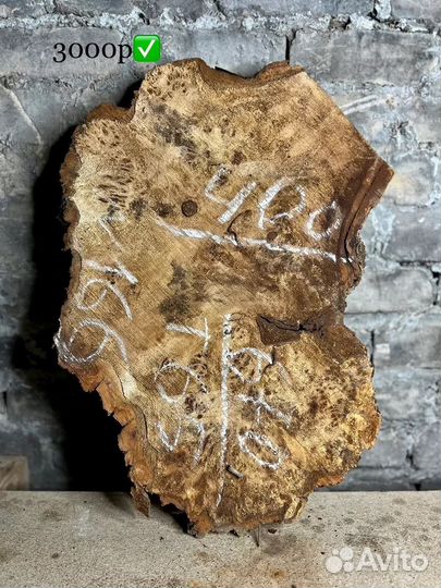 Слэбы-Капы горного тополя