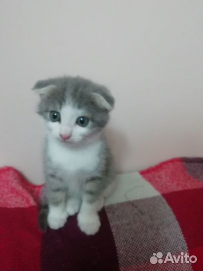 Обаятельная кошечка