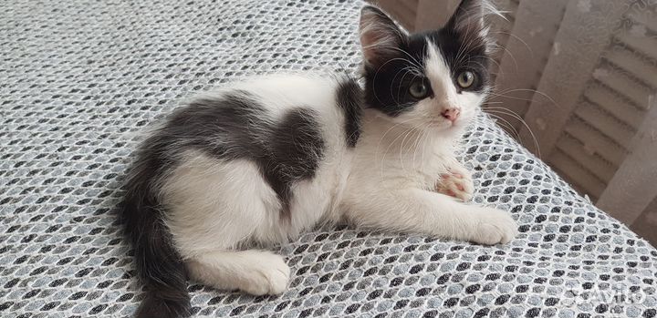 Котики в добрые руки