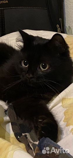 Котик