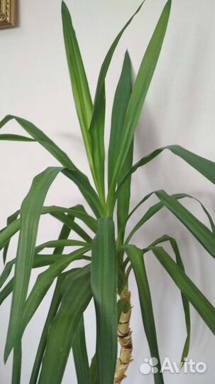 Юкка пальма комнатная