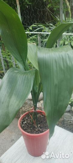 Гипеаструм, синсевьера, папоротник и другие цветы