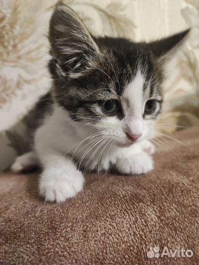 Милая крошка котенок 1.5 мес в дар