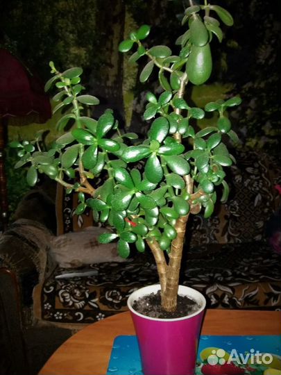 Денежное деревце