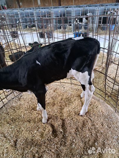 Телята (оптом-розница)