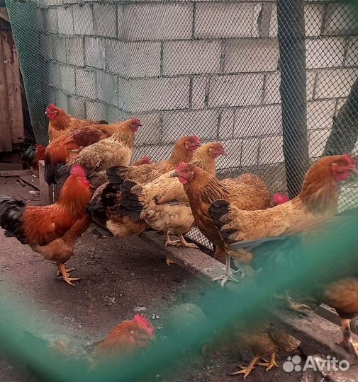 Инкубационное яйцо кучинской юбилейной