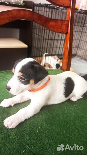 Щенки Джек Рассел терьера