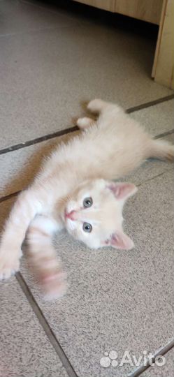 Кошка в дар бесплатно