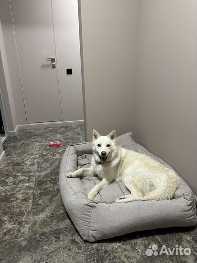 Лежанка для большой собаки