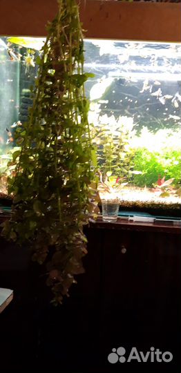 Бакопа и эхинодорус