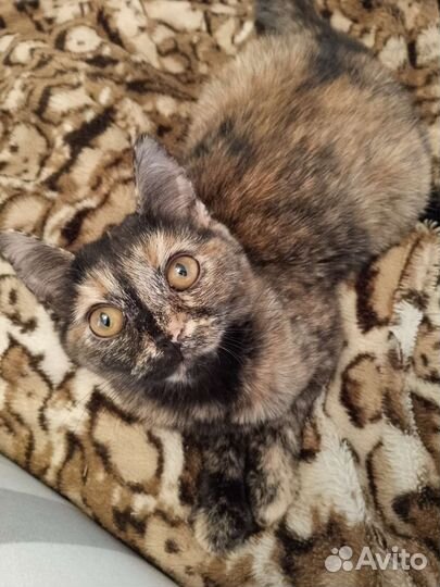 Кошка в дар