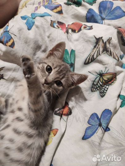 Кошки в добрые руки бесплатно