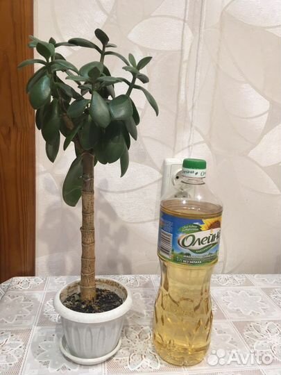 Денежное дерево толстянка