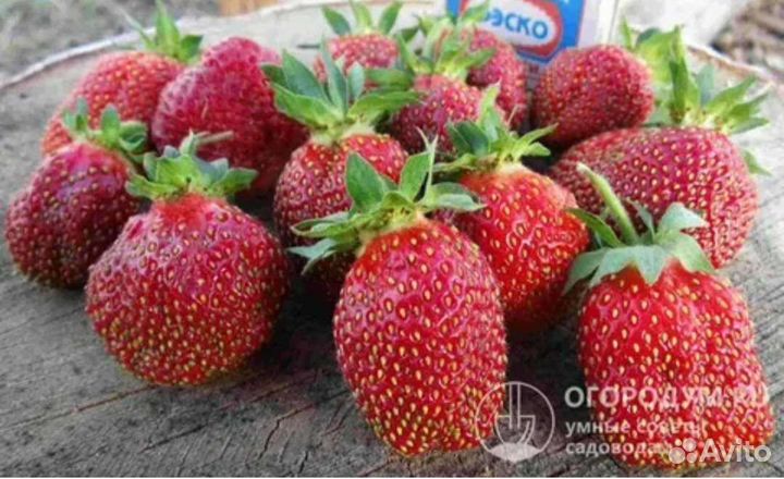 Усы клубники