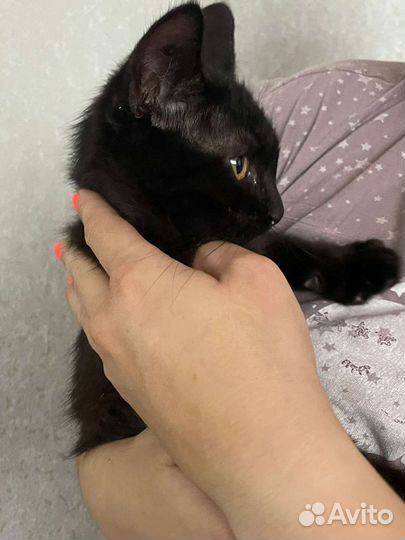 Котята в добрые руки бесплатно