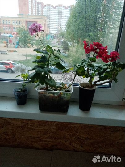 Герань душистая