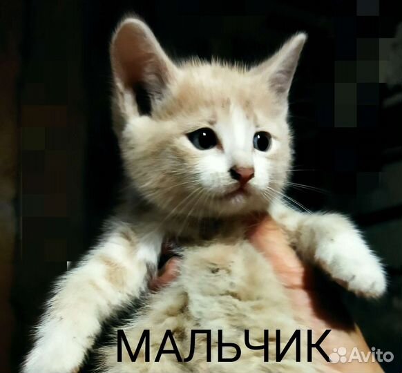 Котята в добрые ручки