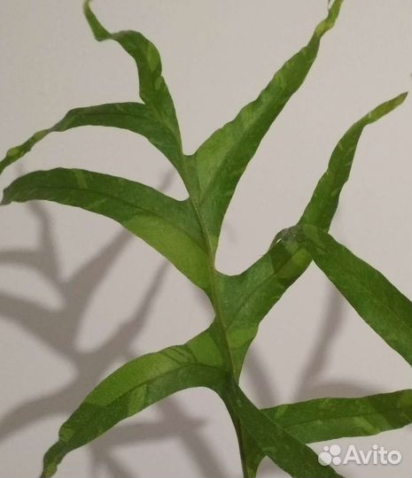 Папоротник Дринария вариегатная