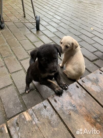 Щенки бесплатно в добрые руки
