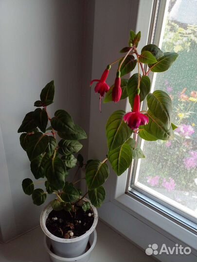 Фуксия цветущая