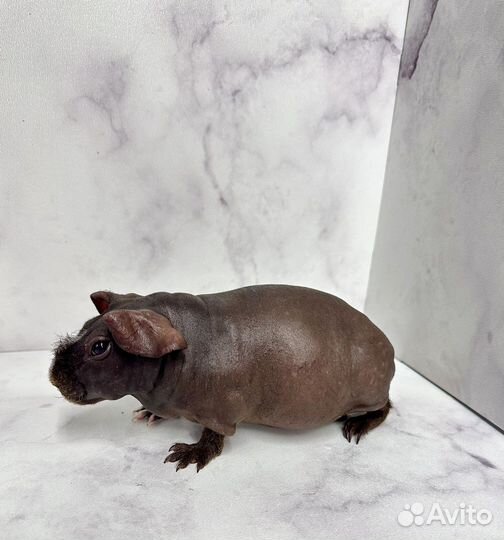 Морская свинка скинни